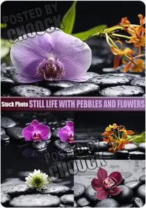 Still life with pebbles and flowers - Stock Photo