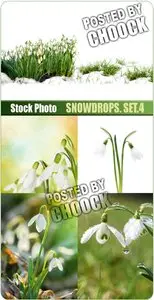 Snowdrops. Set.4 - Stock Photo