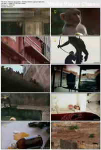 National Geographic - Monkey Thieves A Gang Of Sixty (2008)