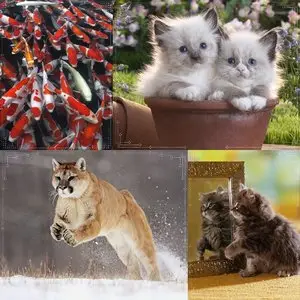 20 Collection Animal II