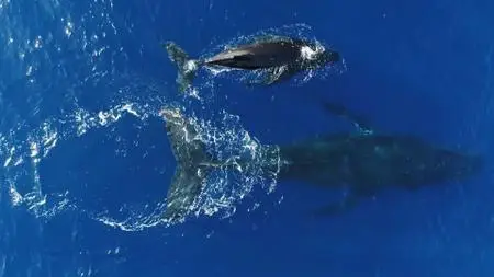 PBS - NATURE: Sharks of Hawaii (2021)