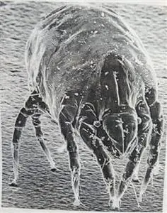 «How to Win the War Against Dust Mites» by Pest eBooks