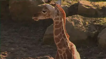 The Zoo: Season 2 Dublin part3