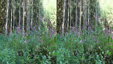 German Forests Pure Nature 3D (2011)