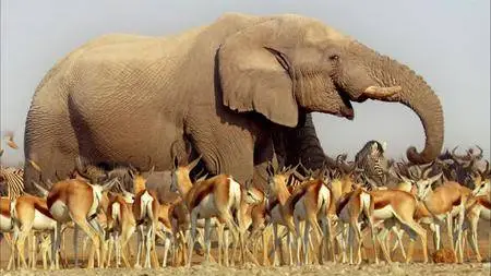 Africa. Season 1, Episode 1-6 / Africa with David Attenborough / Африка (2013) [ReUp]