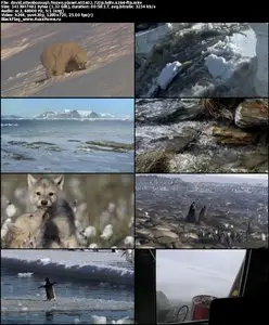 David Attenborough Frozen Planet S01E02