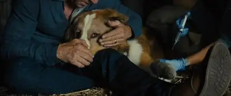 A Dog's Journey (2019)