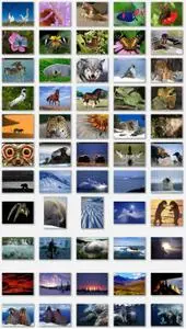 Animals & antartica