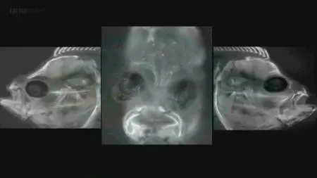 BBC - Metamorphosis: The Science of Change (2013)