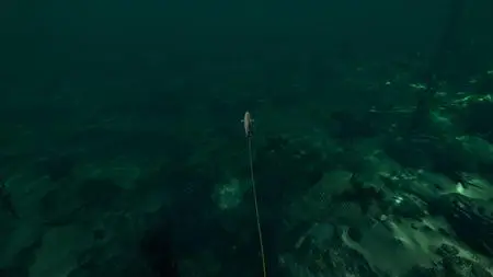 Ultimate Fishing Simulator Florida (2023)