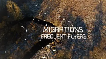 Doclights - Migrations: Frequent Flyers (2020)