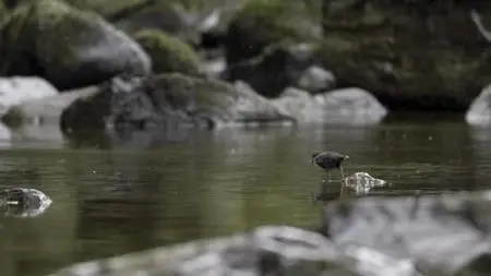 Wild Britain S01E04
