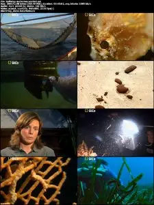 National Geographic Wild: Seahorses - Wanted Dead Or Alive (2012)