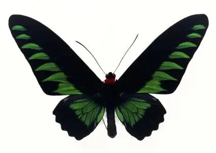 Butterflies Wallpapers