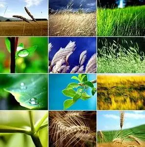 Vista Beautifull Plants Wallpapers