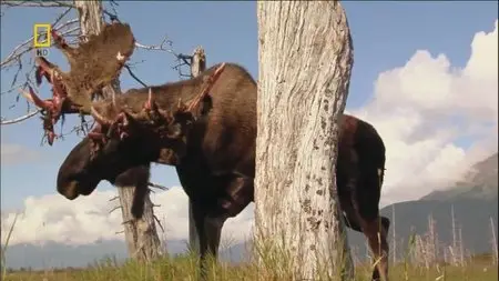 National Geographic - Mighty Moose (2007)