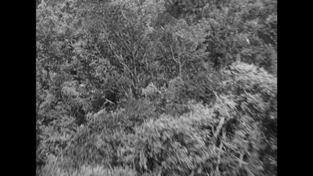 Daughter of the Jungle (1949)