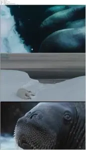 Arctic Tale (2007)