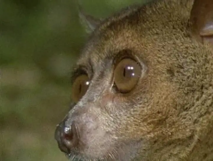 Прирожденные охотники. Диск 4