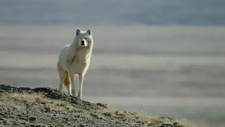 White Wolves: Ghosts of the Arctic (2017)