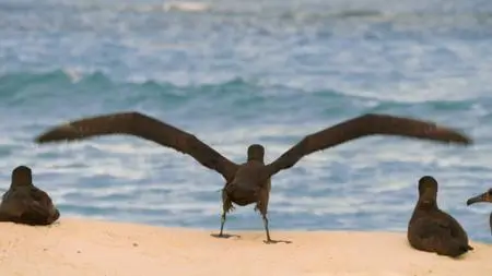 PBS - NATURE: Sharks of Hawaii (2021)