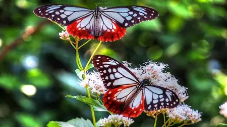 Butterflies