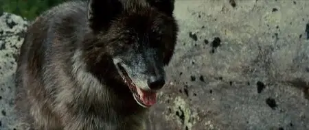Loup (2009)