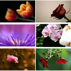 Wallpapers Flowers. Set 9