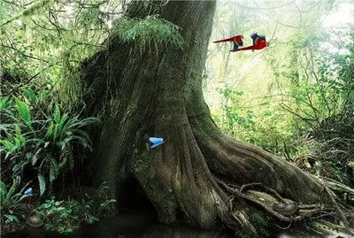 Living Rainforest