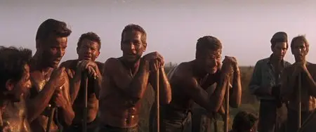 Cool Hand Luke (1967)