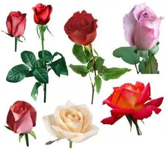 Roses - PNG Clipart for Photoshop