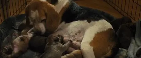 A Dog's Journey (2019)