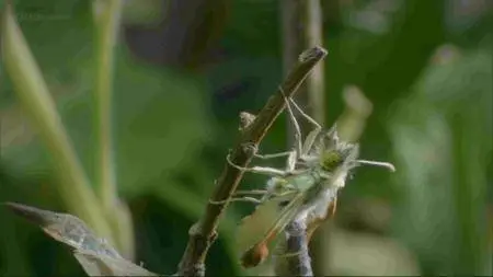 BBC - Metamorphosis: The Science of Change (2013)