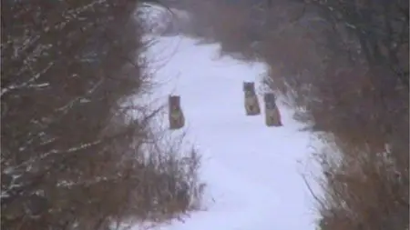 BBC Earth - Wild Mission: Siberian Tiger (2013)