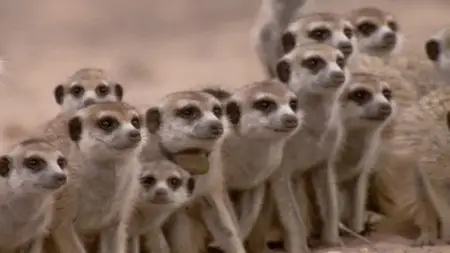 BBC Natural World - Meerkats: Secrets of an Animal Superstar (2013)