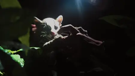 Wildcat (2022)