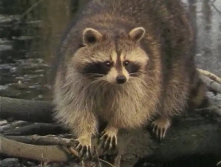 Прирожденные охотники. Диск 4