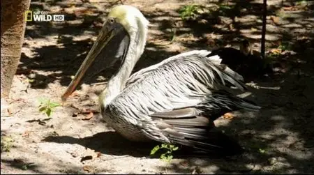National geographic - World's Deadliest Animal Apocalypse (2014)