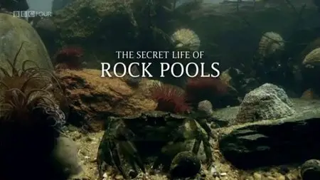 BBC - The Secret Life of Rock Pools (2013)