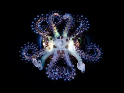Underwater and marine life photography by award-winning photographer Todd Bretl