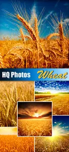 Stock Photo - Wheat Field