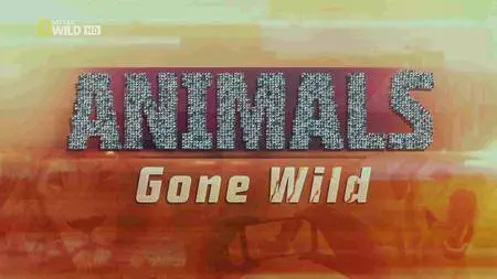 National Geographic - Animals Gone Wild: Hard Knocks (2016)