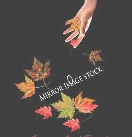 Autumn Leaf Brushes for Adobe Photoshop