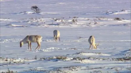 CBC - The Nature Of Things: Spying on Animals (2018)