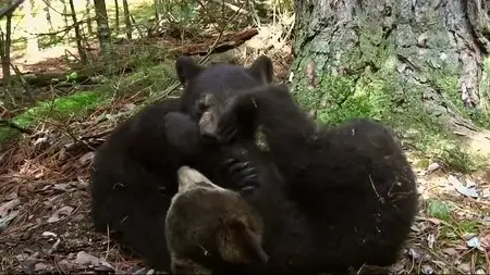 BBC - Natural World: A Bear with a Bounty (2014)