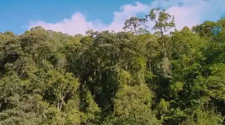 Island of Lemurs: Madagascar (2014)