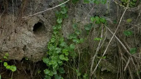 Wild Britain S01E04