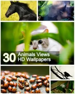 30 Animals Views HD Wallpapers