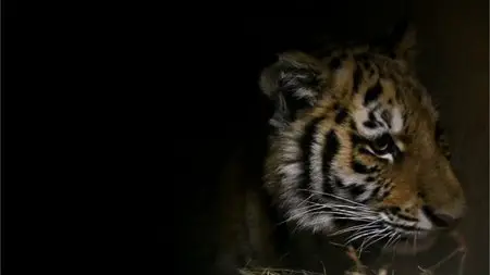 BBC Earth - Wild Mission: Siberian Tiger (2013)