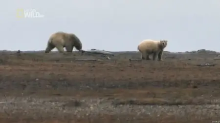 National Geographic Wild - America The Wild: Grizzly vs Polar Bear (2012)